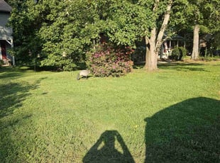 Linda B.'s turf care service result