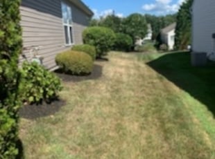 Camille M.'s Bush Trimming service result