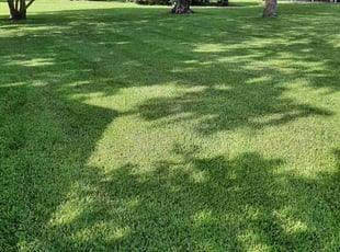 Cate N.'s grass maintenance service result