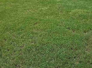 Bill C.'s lawn care service result