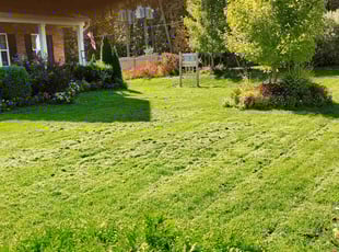 Tina B.'s turf care service result
