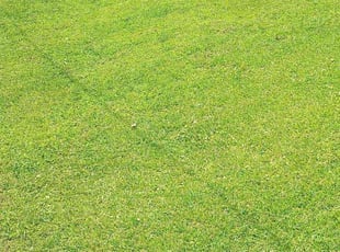 Terry L.'s lawn maintenance service result