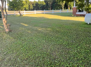 Noah M.'s lawn care service result