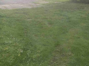 Zeping S.'s Long Grass Cleanup service result
