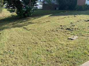 Allison S.'s turf care service result