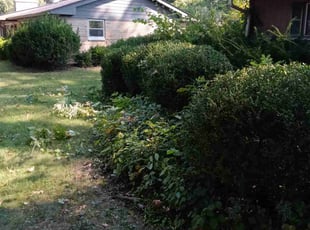 Tara M.'s Bush Trimming service result