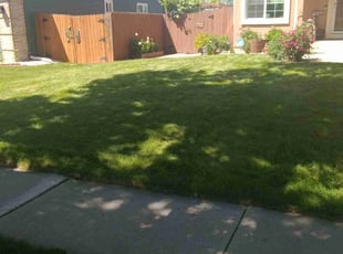 Stacy F.'s lawn maintenance service result