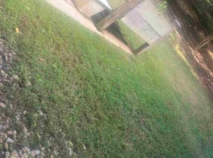 Cynthia C.'s lawn service service result