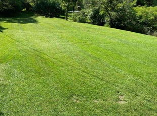 Jordan A.'s grass cutting service result