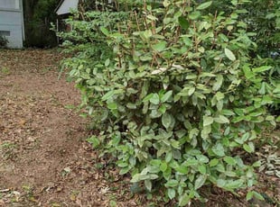 Billy J.'s Bush Trimming service result