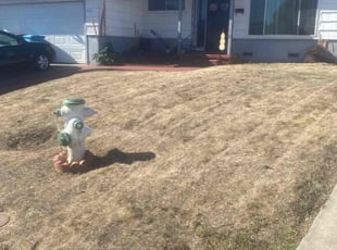 Yachica G.'s lawn care services service result