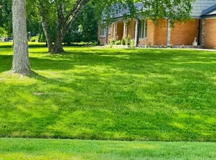 Alexis G.'s lawn care service result