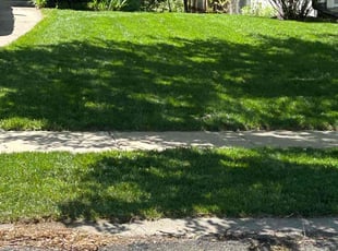 Vickie D.'s grass cutting service result