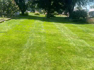 Stan C.'s turf care service result