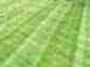 Irene T.'s Bush Trimming service result