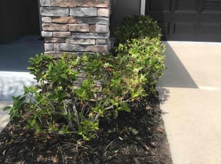 Willie S.'s Bush Trimming service result