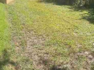 Victor M.'s Bush Trimming service result