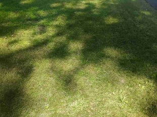 Kelli R.'s lawn care service result