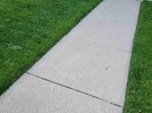 Lorri B.'s grass maintenance service result