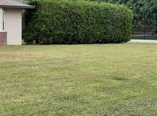 Steve B.'s turf care service result