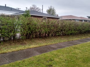 Lyle F.'s Bush Trimming service result