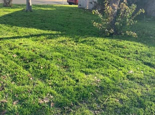 Meghan C.'s grass cutting service result