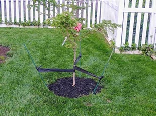 Lorna C.'s Shrub or Tree Planting service result