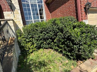 Tywon M.'s Bush Trimming service result