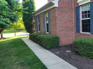 Mary C.'s Bush Trimming service result