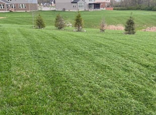 Jeffrey M.'s grass cutting service result