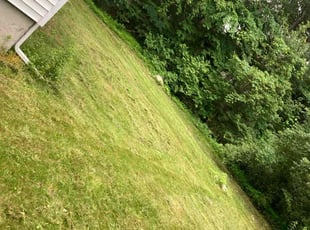 Marya S.'s grass cutting service result