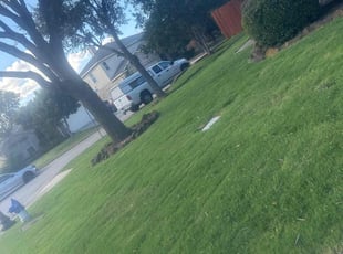 Terry Q.'s grass maintenance service result