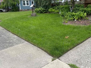 Mike S.'s grass cutting service result