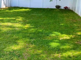 Bria J.'s grass cutting service result