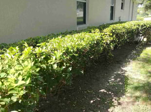 Barbara K.'s Bush Trimming service result
