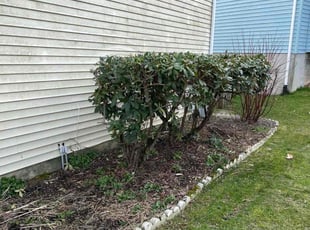 Christine C.'s Bush Trimming service result