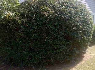 Demetrios H.'s Bush Trimming service result