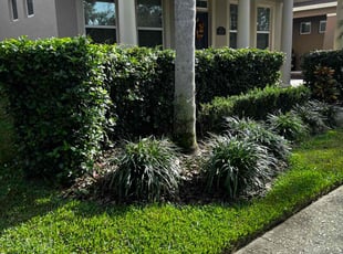 Jennifer S.'s Bush Trimming service result