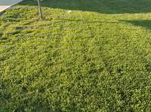 Dee T.'s lawn care services service result