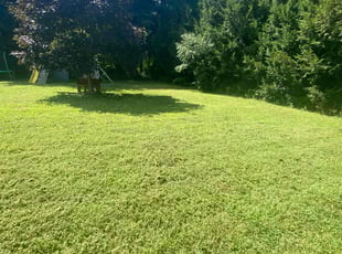 Selena S.'s lawn care services service result