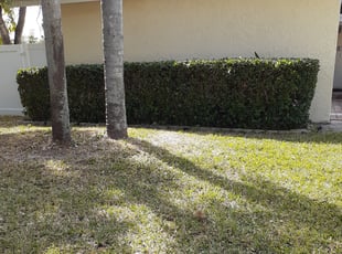 Imelda B.'s Bush Trimming service result