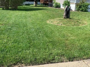 Verdell H.'s turf care service result