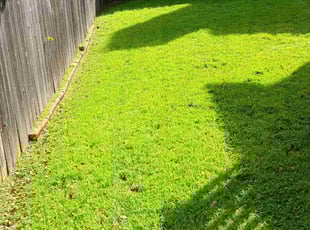 Niamke C.'s grass cutting service result