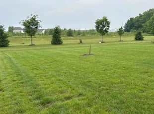 Sabrina B.'s grass cutting service result
