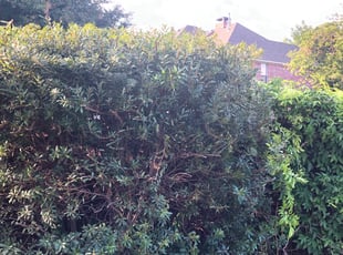 Matilda O.'s Bush Trimming service result