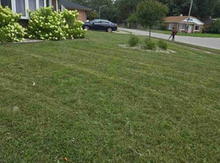 John G.'s turf care service result