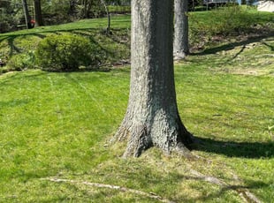Christopher T.'s lawn care service result