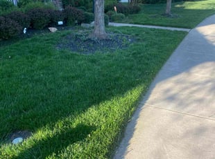 Shehraze S.'s lawn care service result