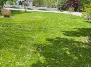 Jeleeo G.'s turf care service result