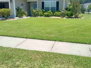 Dimitri P.'s turf care service result